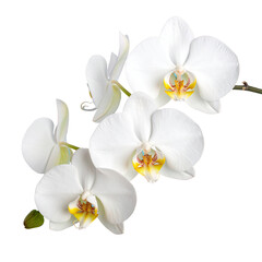 Close-up of three white orchids (1)