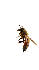 Close-up of a honeybee in flight against a black background.  Its striped body and wings are sharply defined.  Insect, detail, hovering, close-up