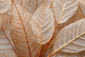 Delicate leaf skeletons show intricate vein details, warm tone