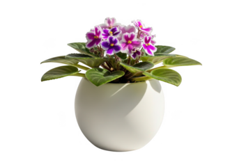 Beautiful african violet plant with purple and pink flowers in a white pot isolated on transparent background