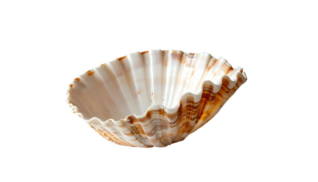 Empty scallop shell with ridges, brown & white, isolated on black background