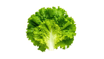 Close-up of a single, fresh, vibrant green lettuce leaf.  The leaf is round and has deeply-ribbed,  crisp edges.  The center of the leaf is lighter green.  Isolated against a black background