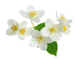 Close-up of a jasmine flower cluster.  Soft white petals,  yellow centers,  green leaves.  Isolated on black