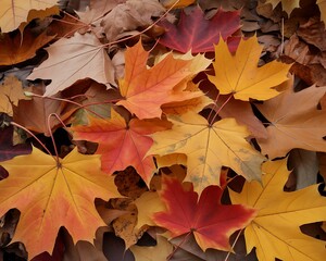 Fototapeta premium Closeup of colorful maple leaves scattered on the ground in autumn