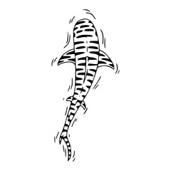 striped tiger shark vector illustration