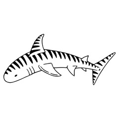striped tiger shark vector illustration