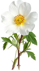 Close-up of a single, pristine white flower with a vibrant yellow center.  Green foliage and stem with thorns are visible