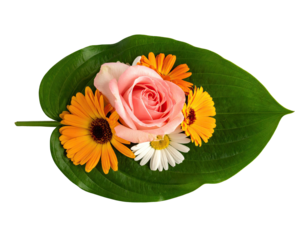 A vibrant floral arrangement nestled within a large, green leaf.  Pink rose, orange gerbera daisies, and white daisies form a colorful bouquet, centered on the leaf.  Isolated on black background