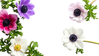 Colorful anemones in a floral border