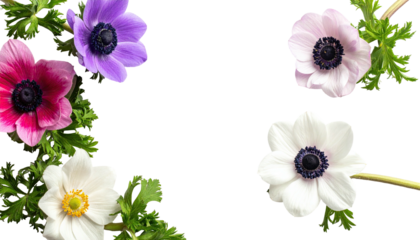 Colorful anemones in a floral border