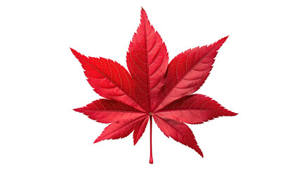 Close-up of a vibrant red maple leaf against a black background.  Detailed veins and edges are visible
