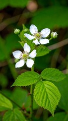 White flower blossom