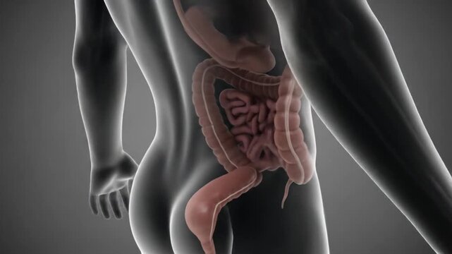 Anatomical illustration of the human digestive system, showing the intestines and related organs.