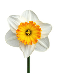 Close-up of a single, vibrant daffodil.  The flower displays a crisp, white exterior with a striking, bold orange-yellow trumpet.  A slender green stem extends vertically from the base of the flower