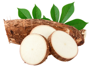 Fresh cassava root, sliced, with leaves
