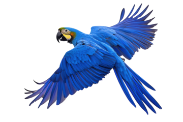 A stunning blue and yellow macaw takes flight, its wings outstretched, showcasing its vibrant plumage isolated on transparent background, a symbol of tropical beauty