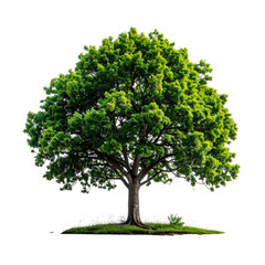Lush green tree against black background