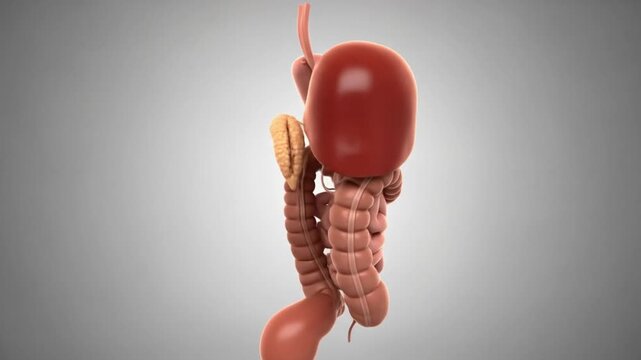 Anatomical illustration of the human digestive system, showcasing the stomach, intestines, and related organs.