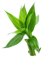Close-up of vibrant green bamboo leaves sprouting from a stem