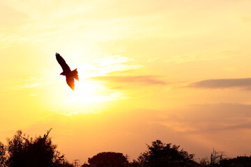 夕空を飛ぶトンビ