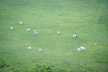 flock of sheep in the grass
