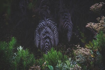 coral reef in aquarium