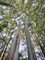 Rainbow Eucalyptus