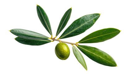 Close-up of an olive branch with leaves and a single olive