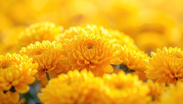 Close Up of Vibrant Yellow Chrysanthemums Blooming in Sunlight Full Frame Sunny Day Floral Abundance Golden Petals Nature Background Detailed Macro Shot