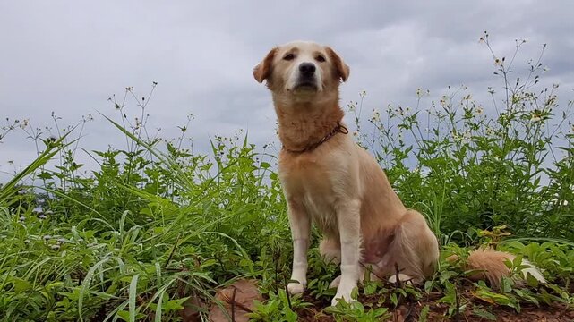 footage of a small gray dog sitting peacefully with a mist-covered morning sky in the background. The scene conveys tranquility, freshness, and the charm of pets in nature. Perfect for documentaries, 