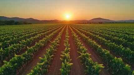 Aerial view of a lush green vineyard with rows of grapevines at sunset.