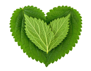 Heart-shaped arrangement of vibrant green leaves