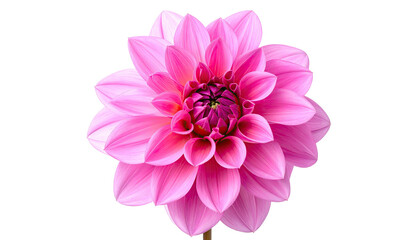 Close-up of a vibrant pink dahlia flower. A single, detailed bloom with delicate, overlapping petals. Soft focus on center