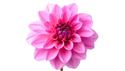 Close-up of a vibrant pink dahlia flower.  A single,  detailed bloom with delicate, overlapping petals.  Soft focus on center