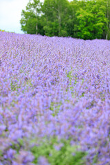 Naklejka premium Vibrant Purple Lavender Field in Furano, Hokkaido, Japan 