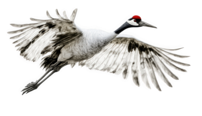 A majestic crane isolated on transparent background takes flight, its wings spread wide in a display of power and grace, embodying the beauty of natures creations