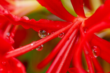 ヒガンバナの滴