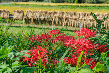 ヒガンバナと稲掛け