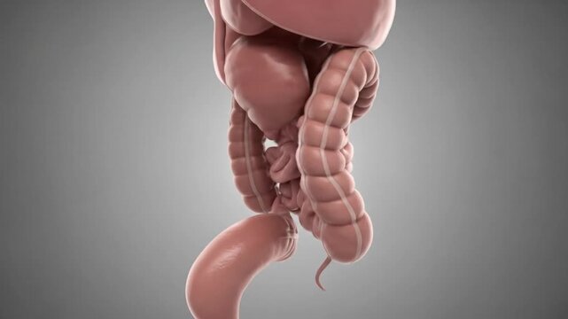 Detailed 3D rendering of the human digestive system, illustrating internal organs and anatomy.