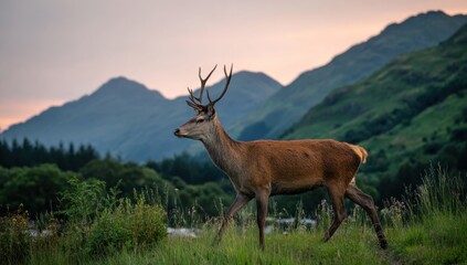 A stately deer strides across a grassy landscape against a backdrop of mountains at dusk