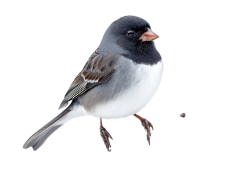 A darkeyed junco isolated on transparent background, showcasing its distinctive gray and white plumage, perched delicately and exuding a sense of quiet elegance and charm
