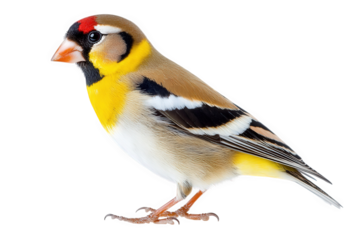 European goldfinch isolated on transparent background, a small passerine bird with a distinctive red face and yellow wing patch, perched and looking to the left