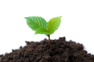 Young green seedling sprouting from rich, dark soil on a white background, symbolizing growth, nature, and environmental renewal