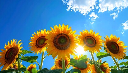 Bright yellow sunflowers against a clear blue sky