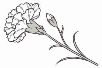 Carnation delicate flower