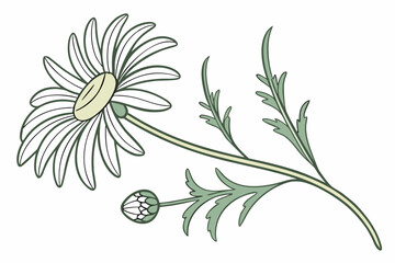 Chamomile healing flower