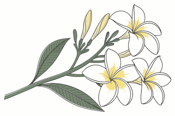 Champa fragrant petals