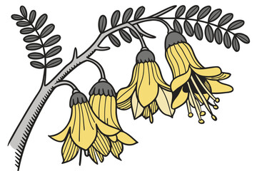 kowhai yellow blossom
