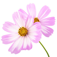 Fototapeta premium Two delicate, light-pink cosmos flowers, close-up, with pale pink and white striped petals, yellow centers