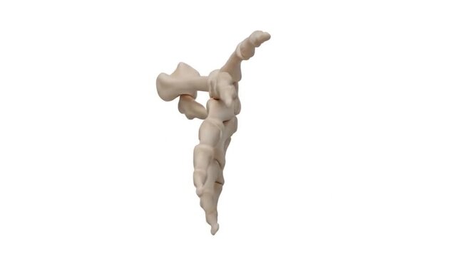 Detailed anatomical model of the human sacrum and coccyx bones, isolated on a white background, representing the lower part of the vertebral column.